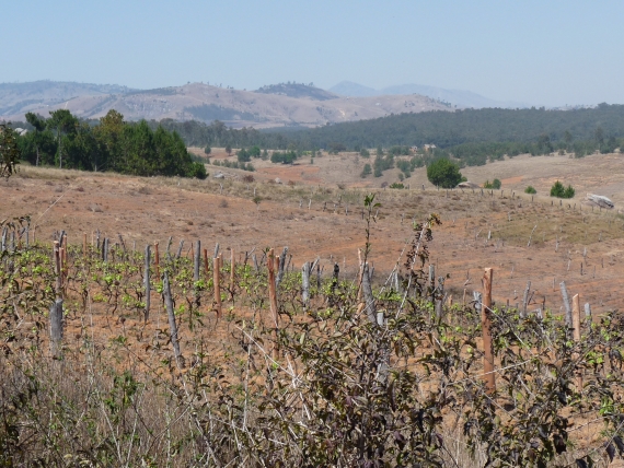 Madagascar Vineyard