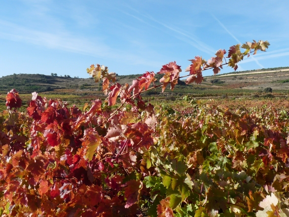 October in Rioja