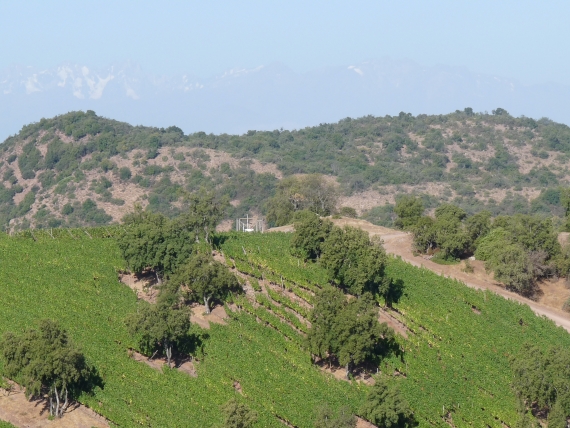 The new hillside plantings at Luis Felipe Edwards