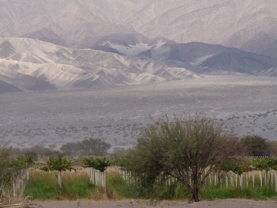 The vineyards at Vicien, Fiambala, Argentina