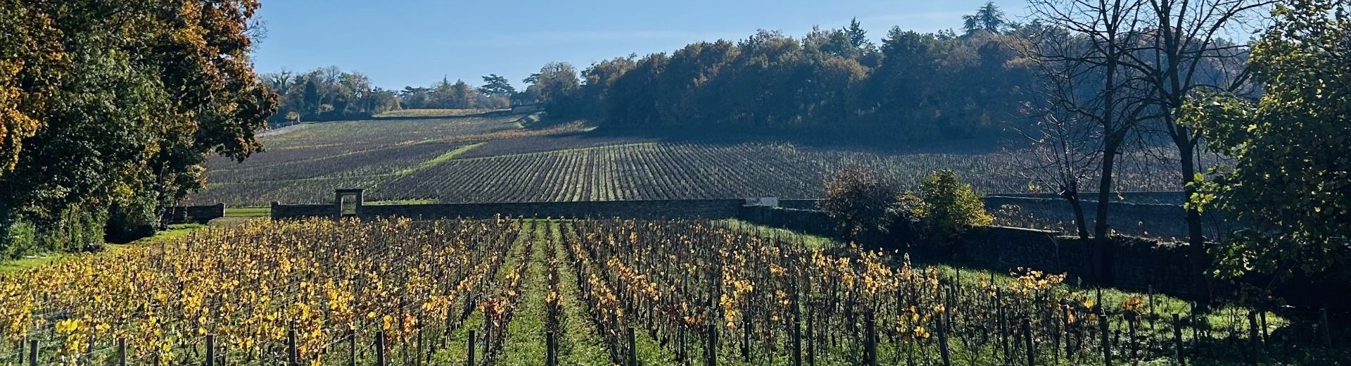 Burgundy 2024 En Primeur