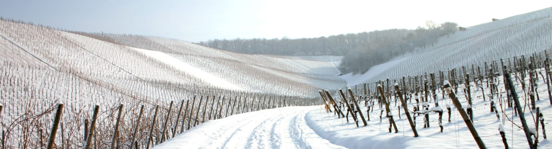 January Sale 2026 - web writing