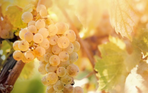 Best Aromatic Whites for 2022