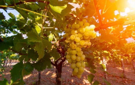 Best Light & Bright Italian Whites for 2022