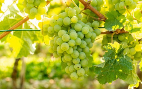 Best Sauvignon Blanc To Drink This Summer 2022