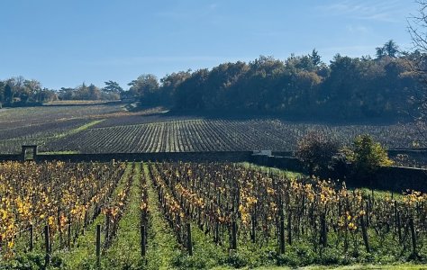 Burgundy 2024 En Primeur
