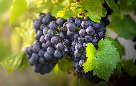 Gamay