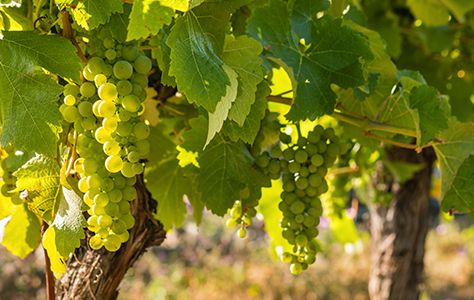 Garganega