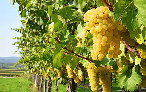 Gruner Veltliner
