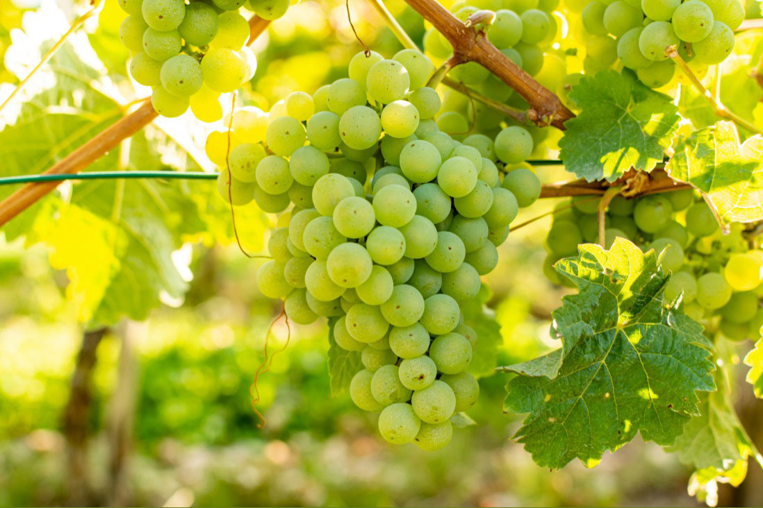 Best Sauvignon Blanc To Drink This Summer 2022