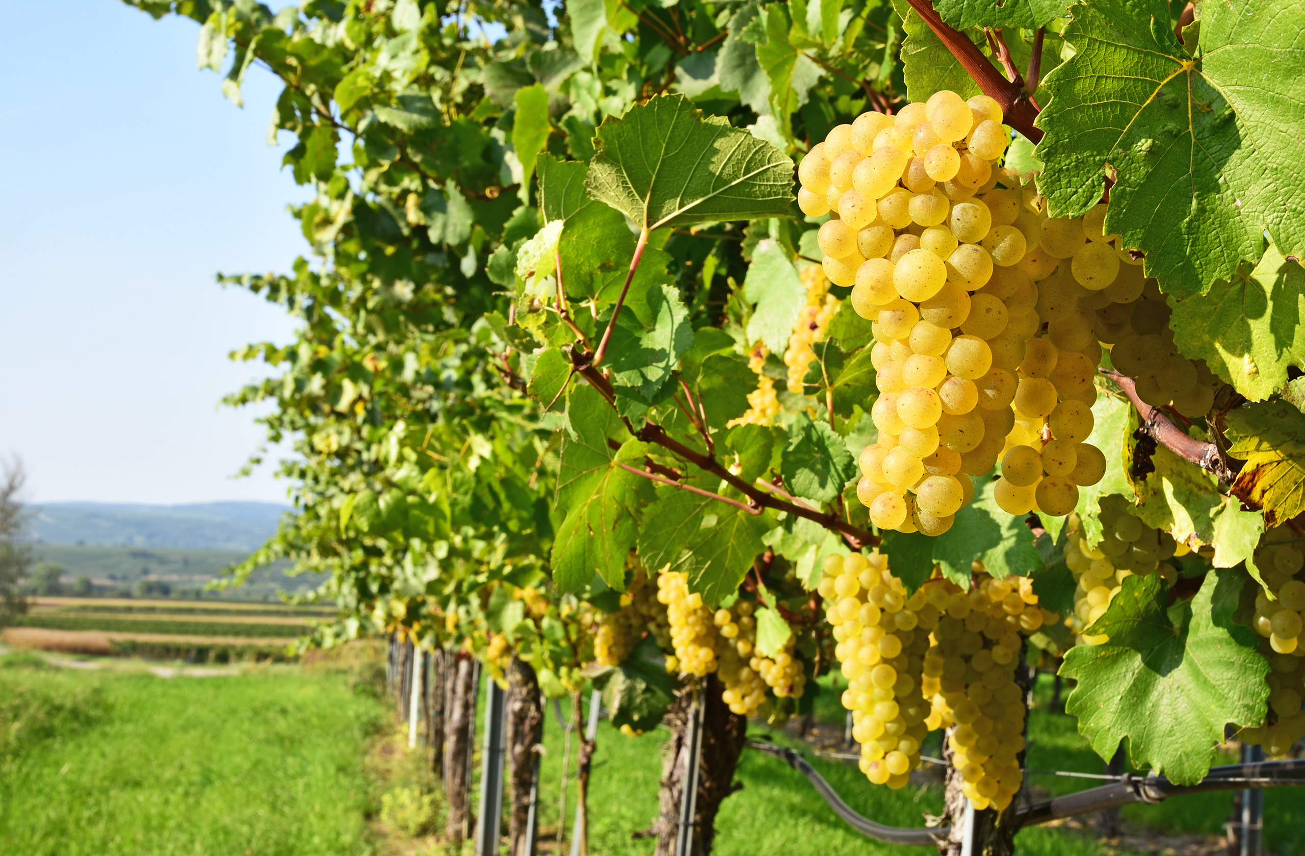 Gr ner Veltliner Wines Gr ner Veltliner Grape Variety
