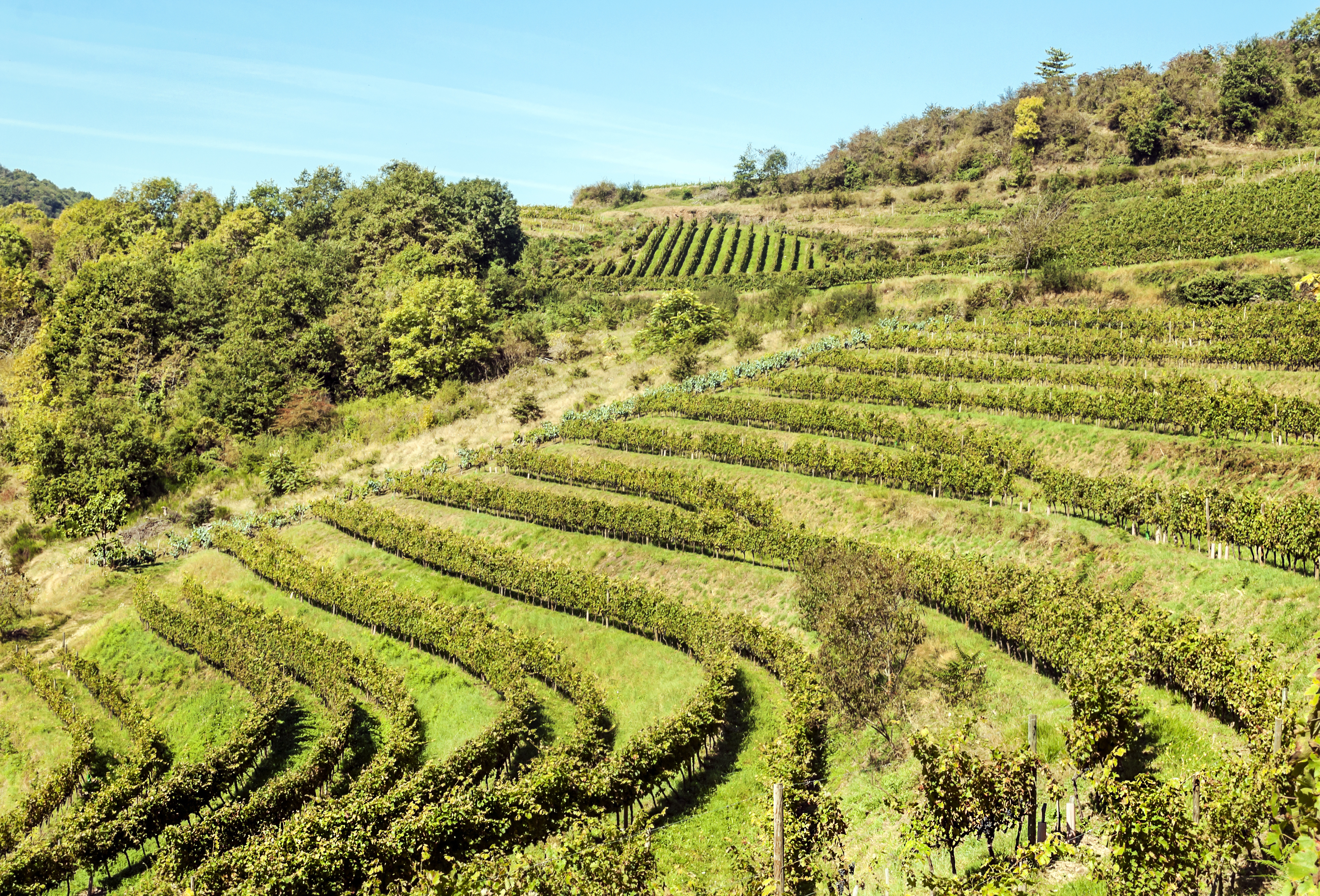 Top 10 Languedoc-Roussillon Organic Reds For 2021