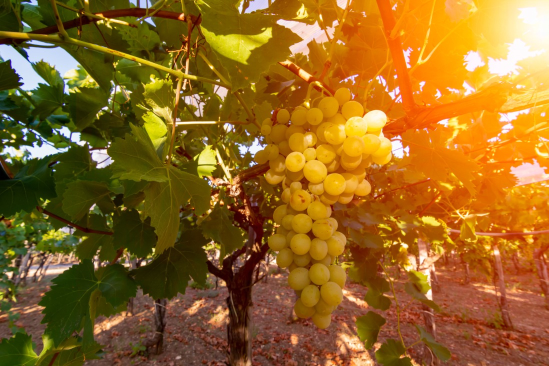 Best Light & Bright Italian Whites for 2022