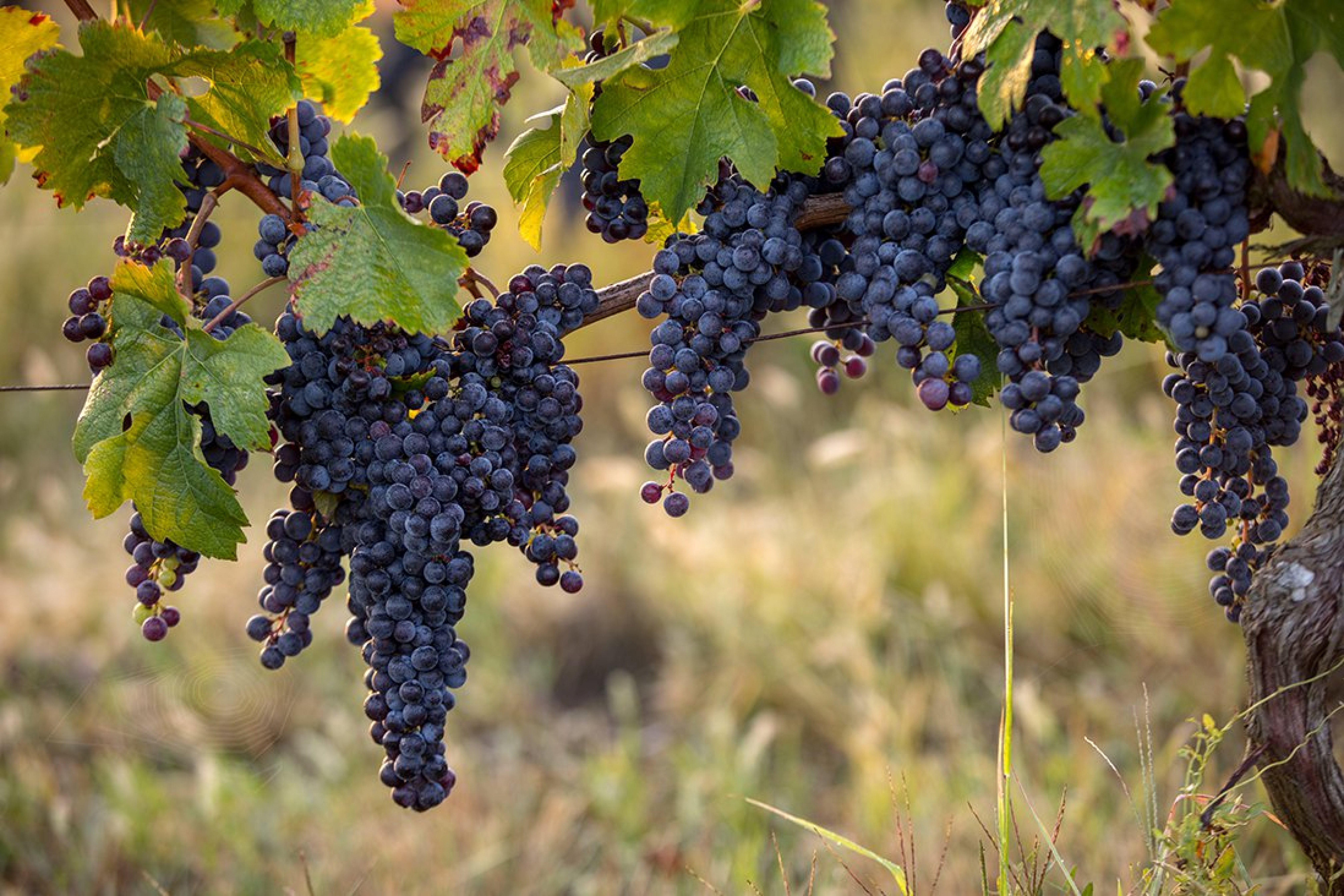 Top 10 Best French Red Wines for 2021