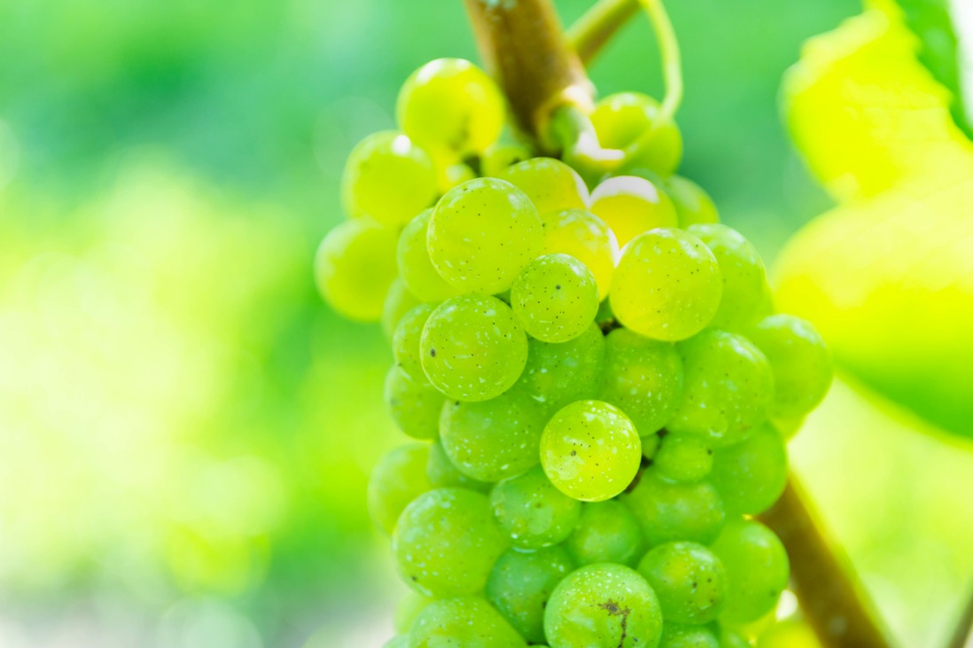 Top 5 New World Chardonnays