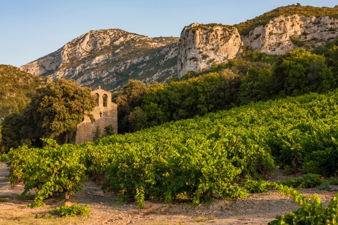 Top Organic Wines from the Languedoc for 2023