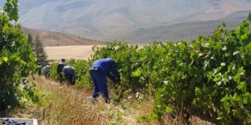Koelfontein Vineyards, Gydo pass