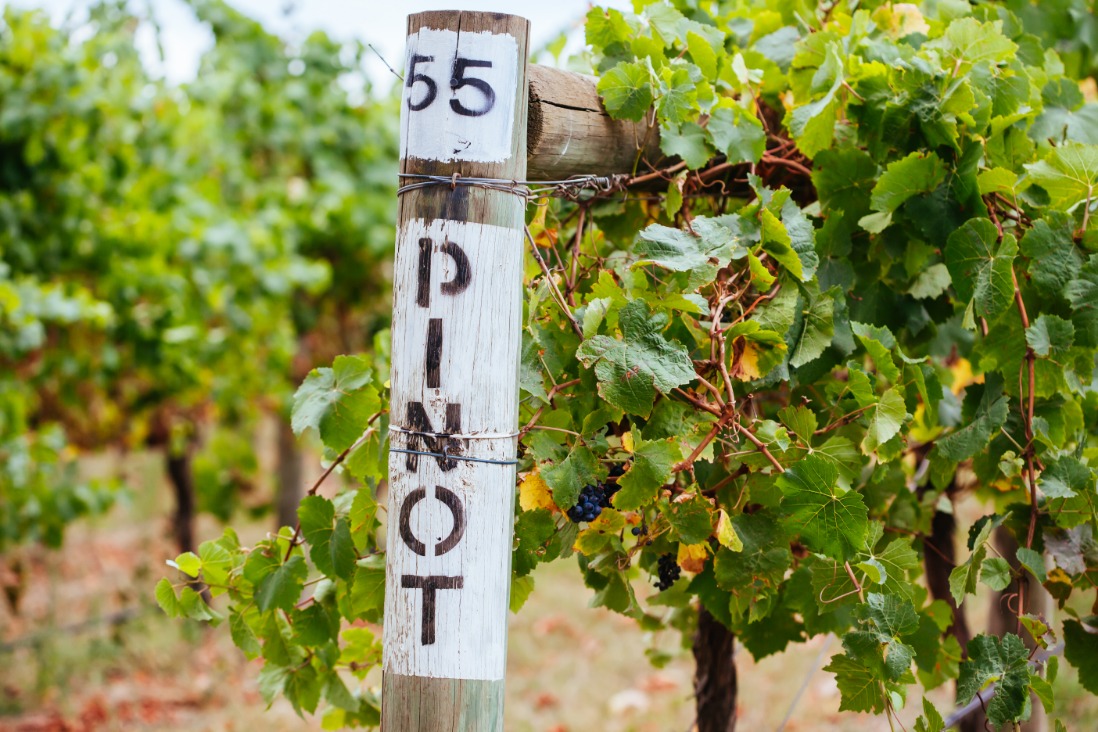 Top 5 New World Pinot Noirs for 2022