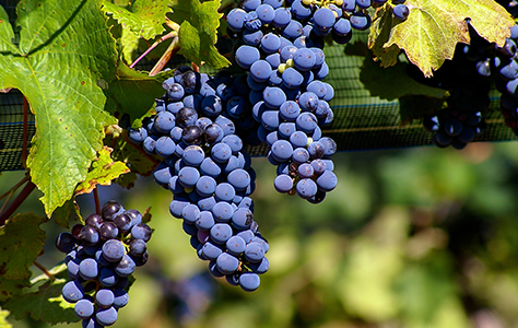 Malbec