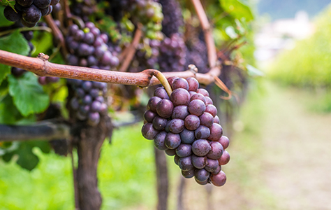Pinot Grigio / Pinot Gris