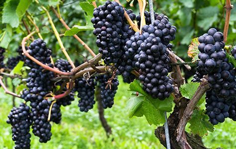 Pinot Noir