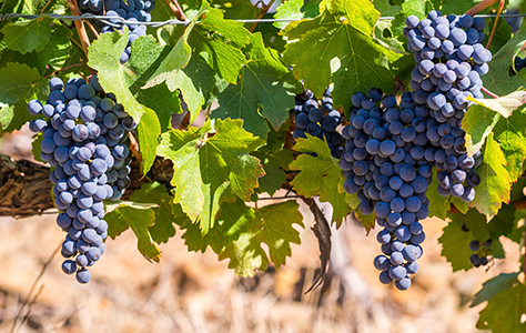 Pinotage