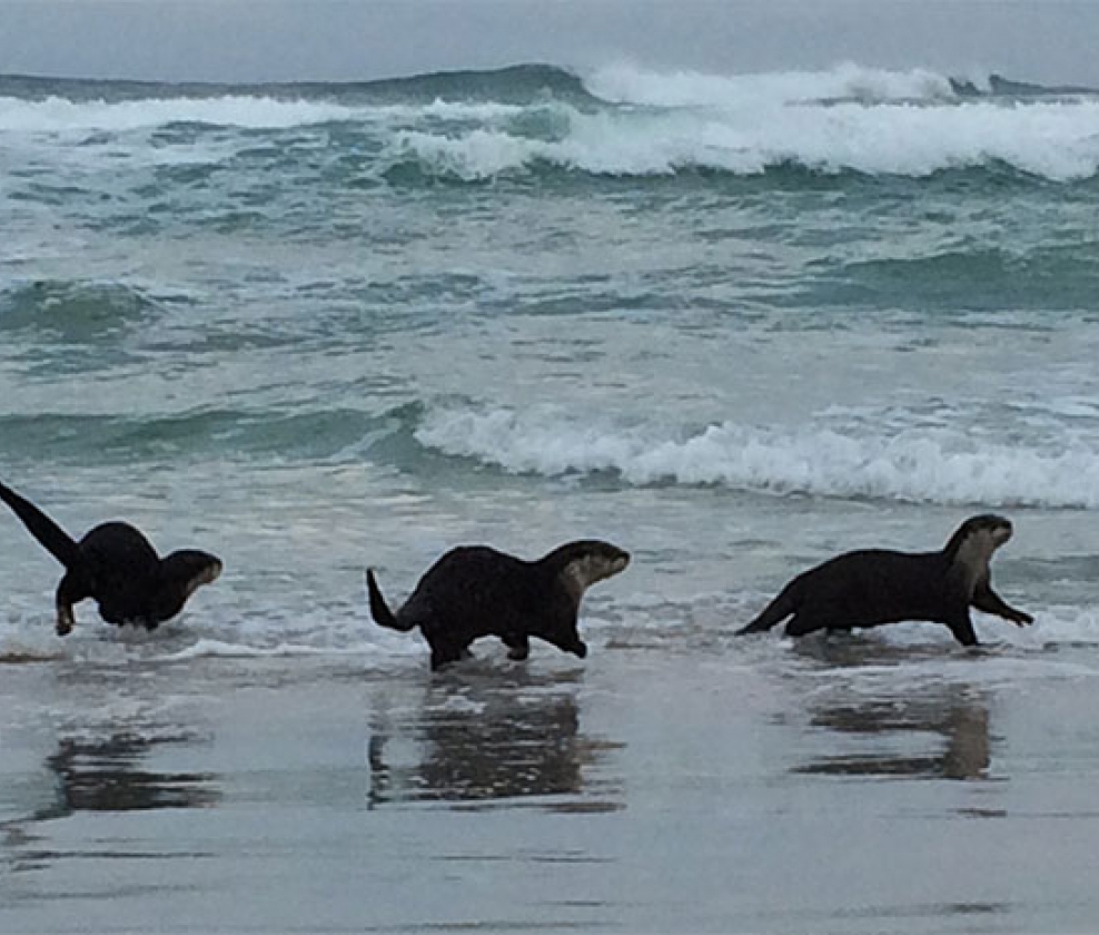 Cape Wildlife