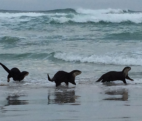Cape Wildlife