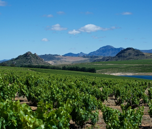 What To Drink Now Cape Whites Case