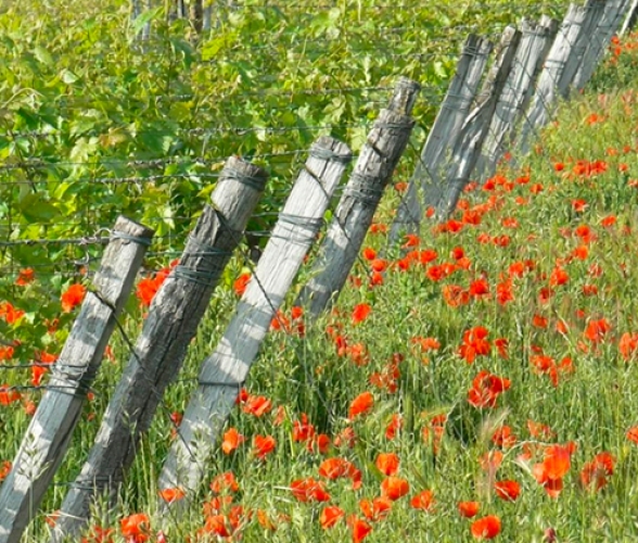 Terroirs of the Loire Case