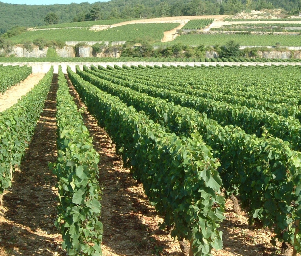 Burgundy & Beyond Dazzling Dozen
