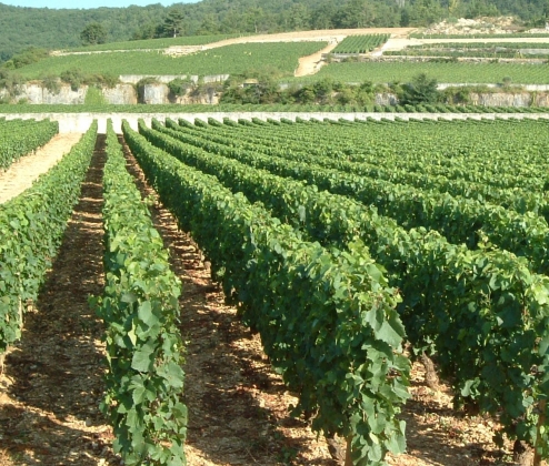 Burgundy & Beyond Dazzling Dozen