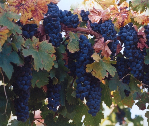 Mixed Malbec Dozen