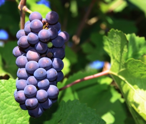 Pretty Pinot Noir Case