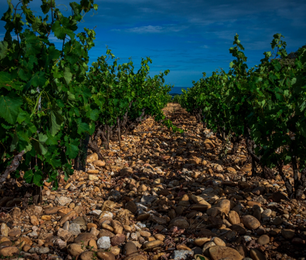 Tending the Vine Case