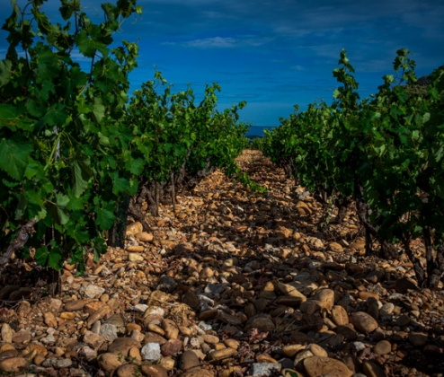 Tending the Vine Case