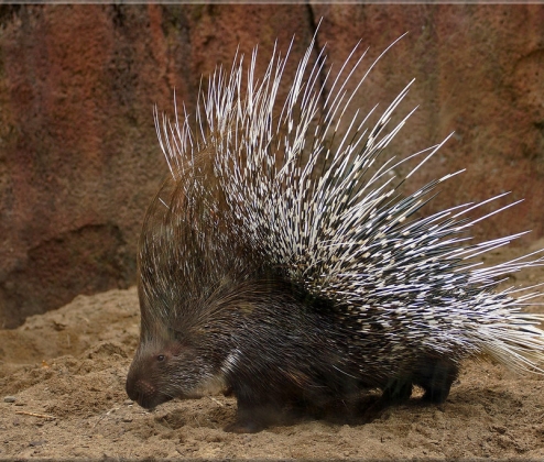 Porcupine Pick Case