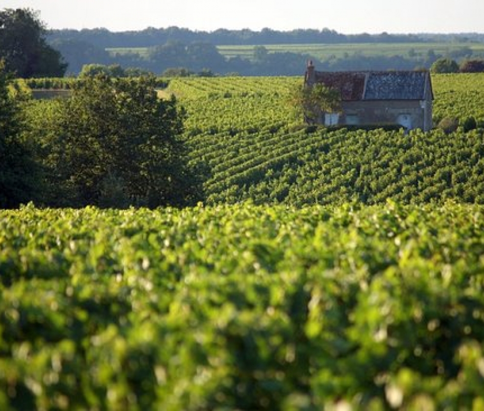 Classic Loire Whites Case