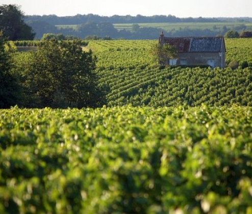 Classic Loire Whites Case