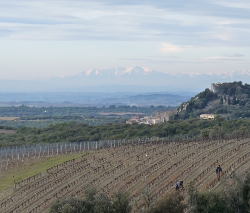 Southern French Whites Case