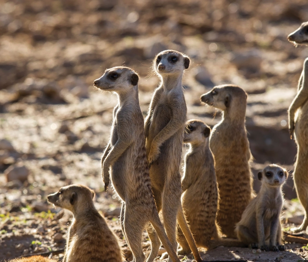 Meerkat Mix
