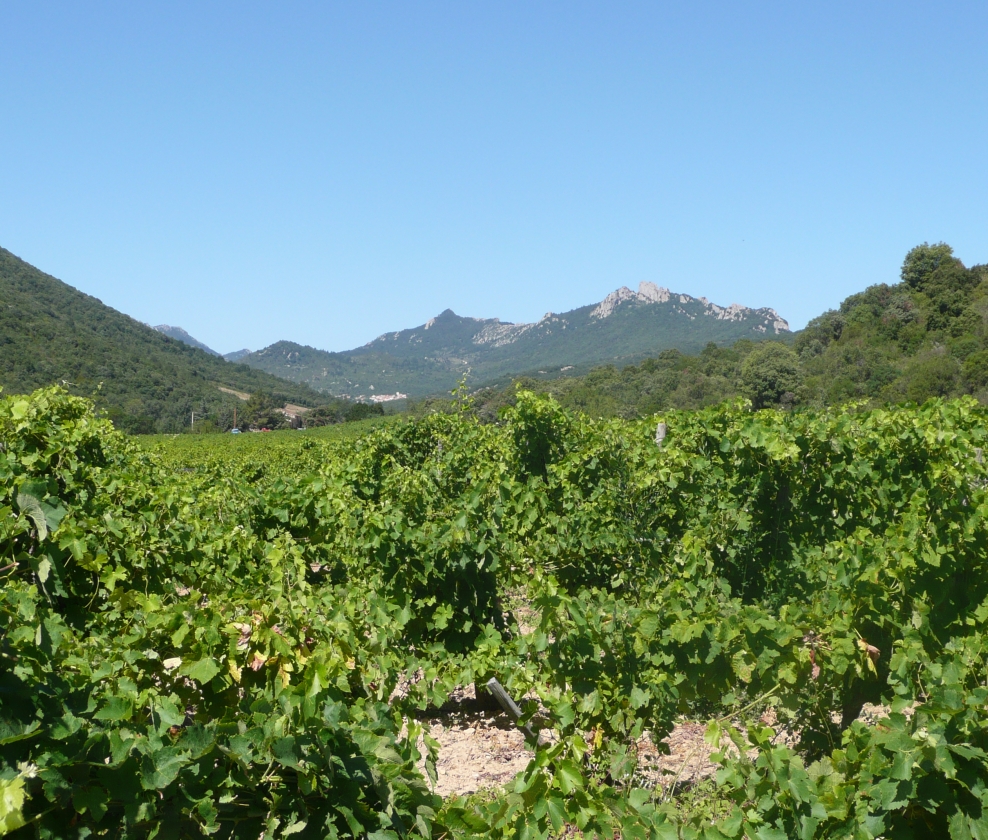 Languedoc Values