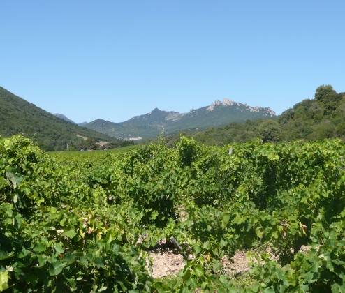 Languedoc Values