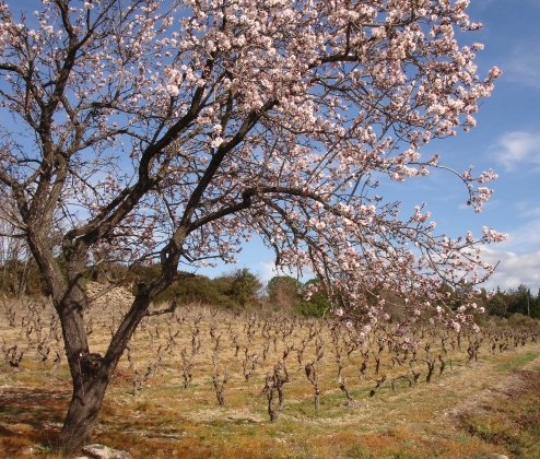 Rosés of the Beautiful South