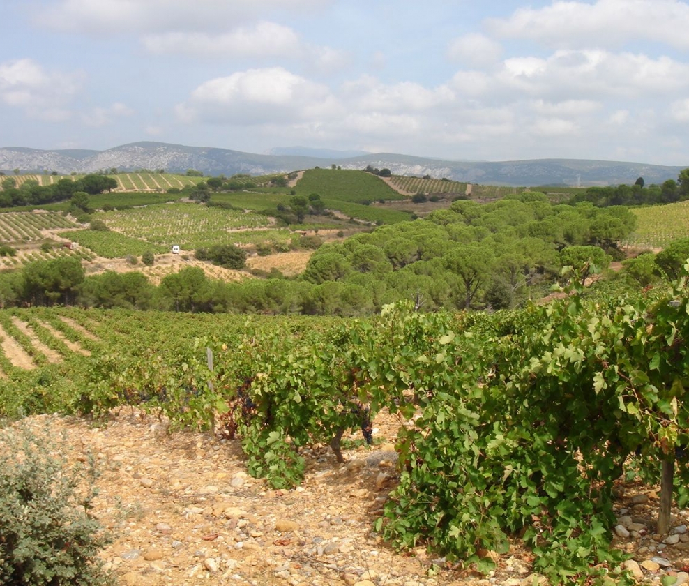 Grand Rouges Du Sud