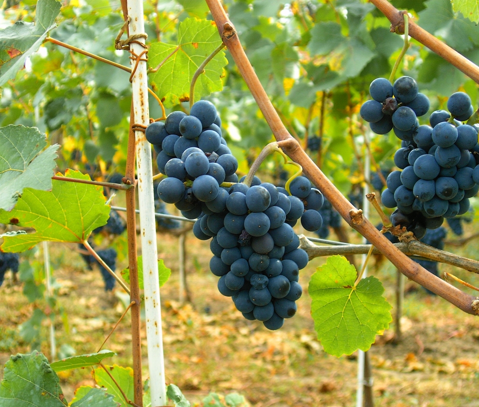 World Pinot Noir Case