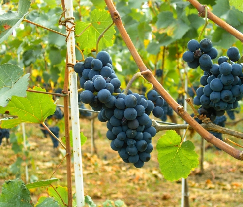 World Pinot Noir Case