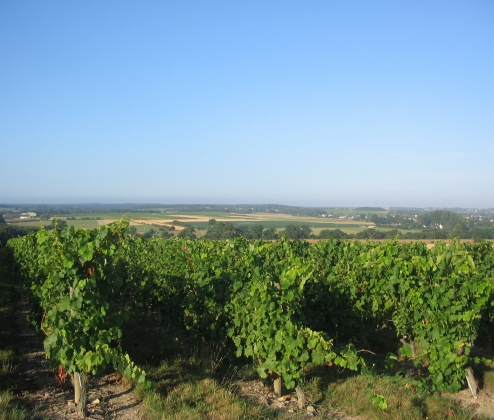 French Fizz Dozen