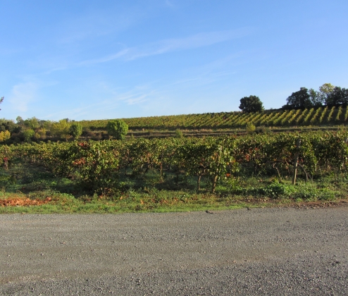 Gallic Whites