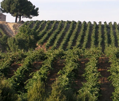 Monastrell Medley